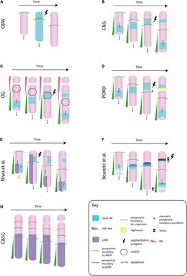 Molecular and Mechanical Cues for Somite Periodicity